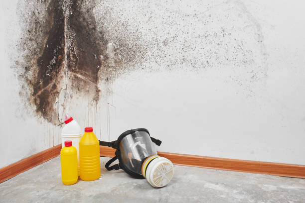 Best Professional Mold Removal  in Arlington, OH