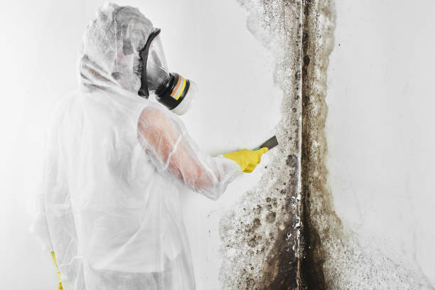 Best Professional Mold Removal  in Arlington, OH