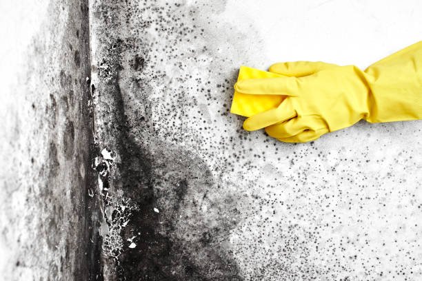 Best Home Mold Removal  in Arlington, OH