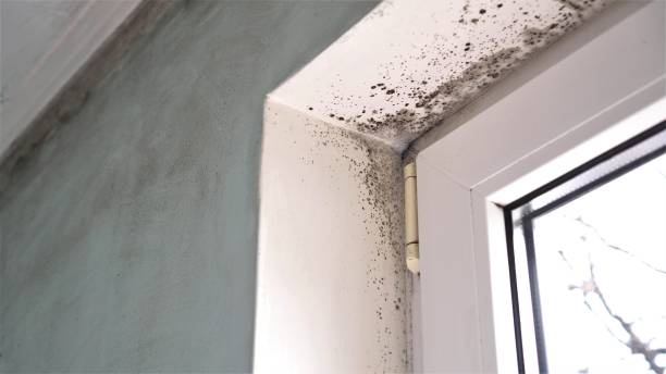 Best Attic Mold Removal  in Arlington, OH