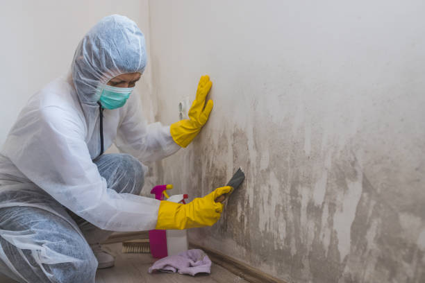 Best Fast Mold Removal  in Arlington, OH