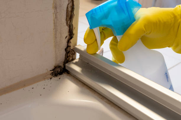 Best Attic Mold Removal  in Arlington, OH