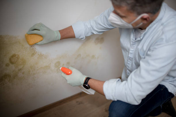 Best Certified Mold Removal  in Arlington, OH