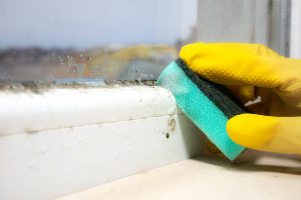 Best Affordable Mold Removal  in Arlington, OH