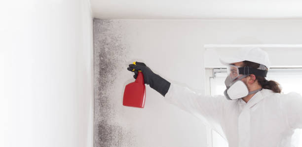 Attic Mold Removal in Arlington, OH