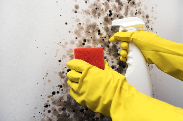 Best Mold Cleaning Services  in Arlington, OH