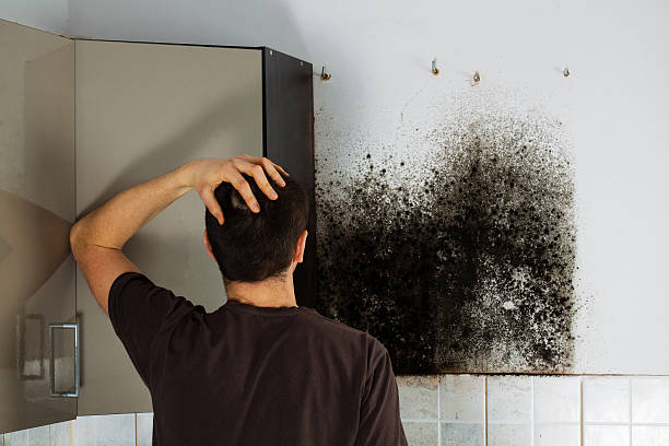 Best Mold Cleaning Services  in Arlington, OH