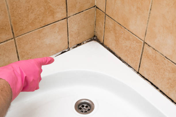 Best Mold Removal and Inspection  in Arlington, OH